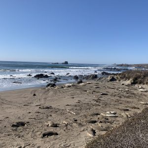 Elephant Seal Rookery Elephant Seal Rookery