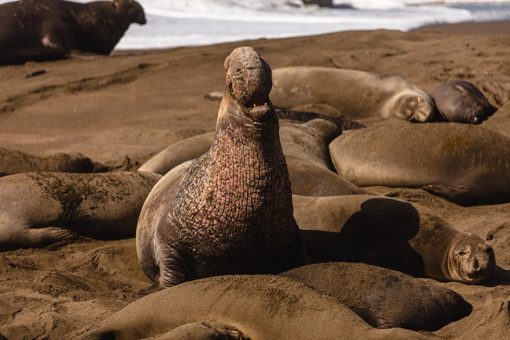 Elephant Seals - Visit San Simeon