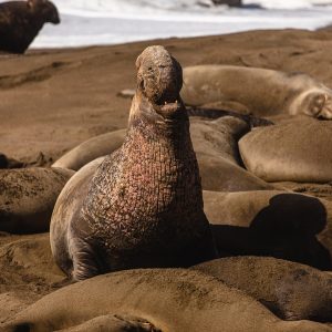 Elephant Seals Elephant Seals