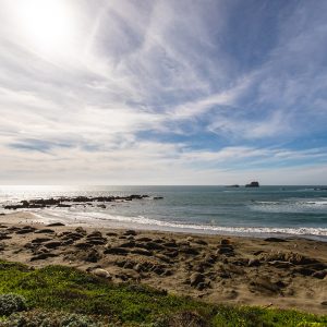 Elephant Seal Rookery Elephant Seal Rookery