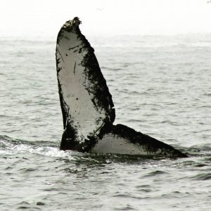 Image Credit: samj_photography Whale Trail Image Credit: samj_photography