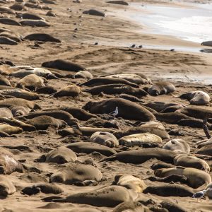 Elephant Seals Elephant Seals