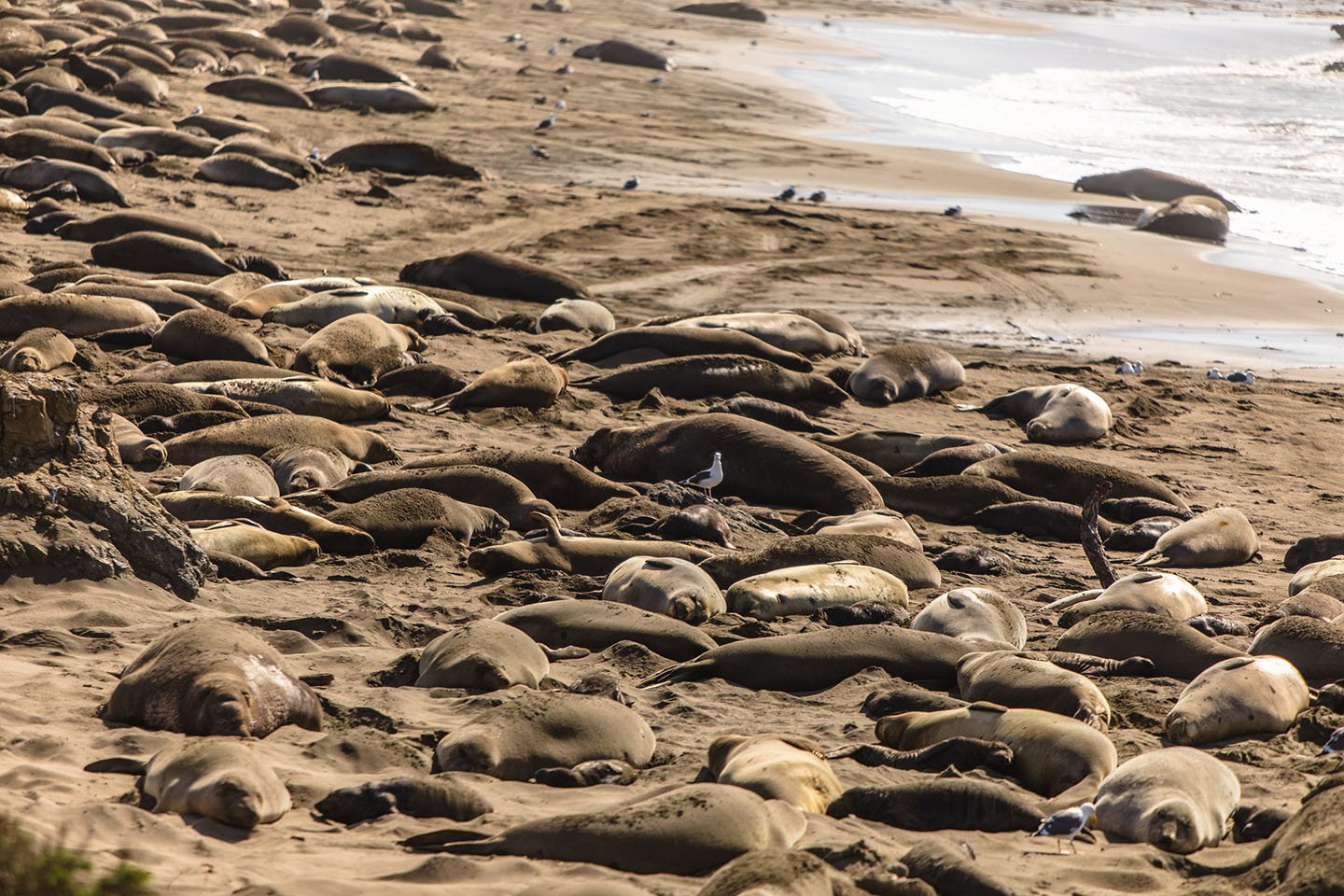 Elephant Seals - Visit San Simeon