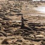 Elephant Seals