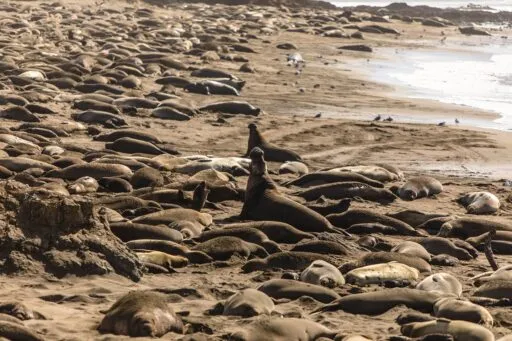 Elephant Seals