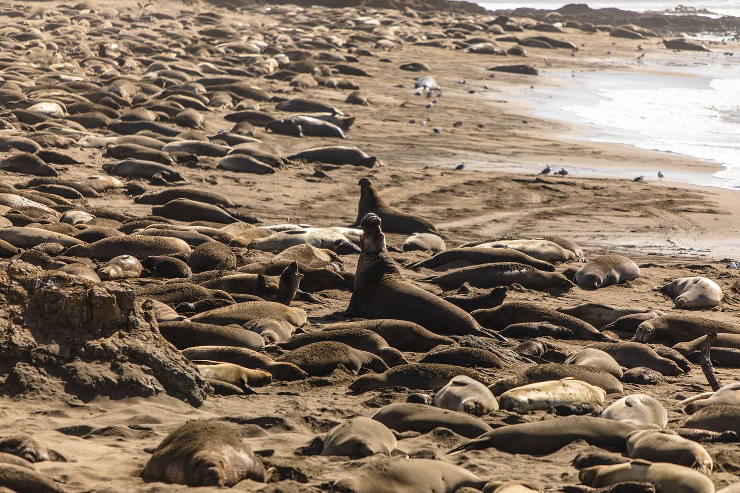 Elephant Seals
