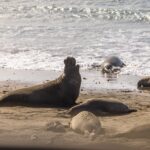 Elephant Seals