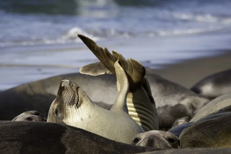 Experience California’s Coastal Wildlife on This Nature-Filled Road Trip