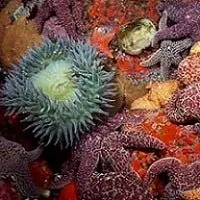Piedras Blancas State Marine Reserve