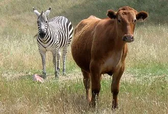 Hearst Ranch Beef