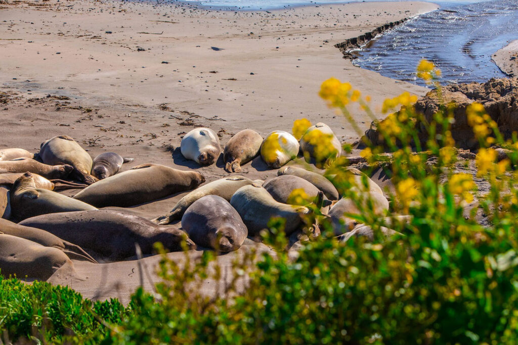 Wildlife Viewing in San Simeon Visit San Simeon